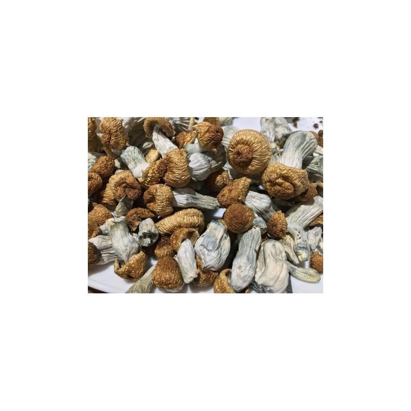 Penis Envy Cubensis For Sale | Buy Premium PE Mushrooms Online