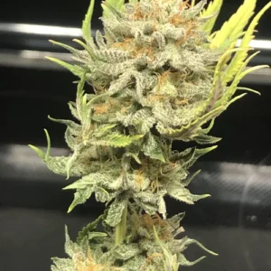 1937 Princess Haze: Sativa Hybrid Cannabis Strain