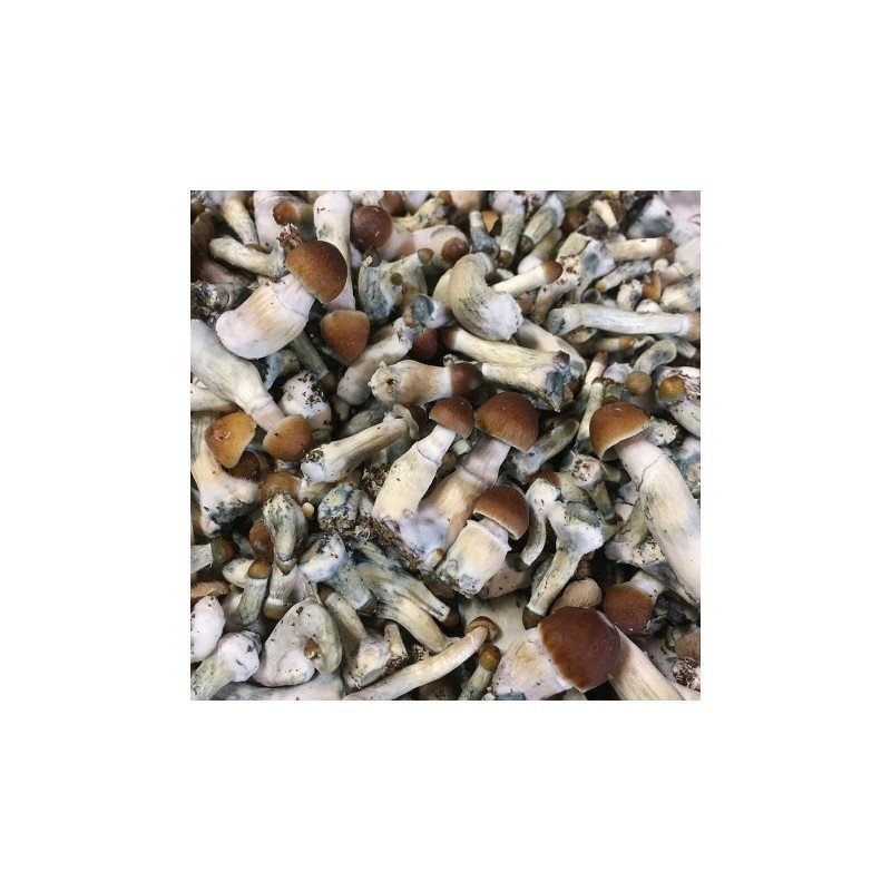Psilocybe Cyanescens: Premium Wavy Cap Mushrooms For Sale